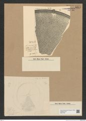 Diatomeae indet. Zeichnungen Sammlung Grunow Nr. 8217 (NHMW-BOT-W0377601)